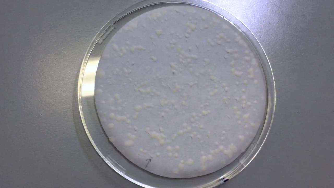 Isolating Interaction-Null/Impaired Mutants Using the Yeast Two-Hybrid Assay