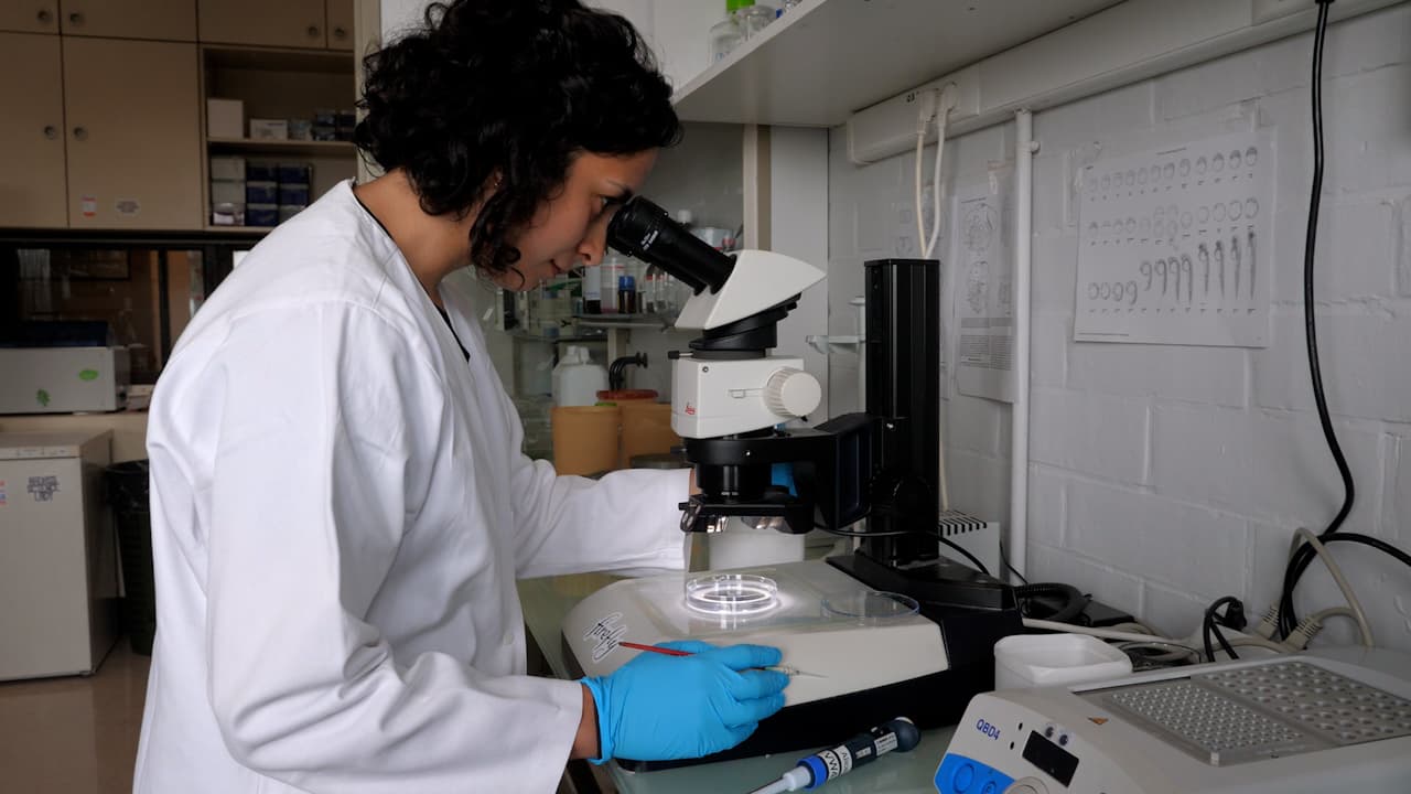 Author Spotlight: Using Zebrafish to Explore Microglia Migration During Brain Development