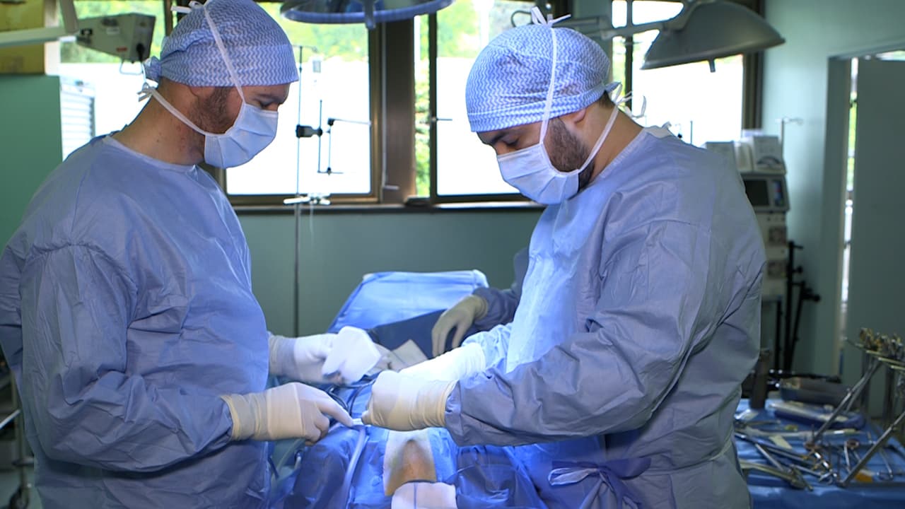 Coronary Angiography During Ex-Situ Heart Perfusion in a Porcine Model