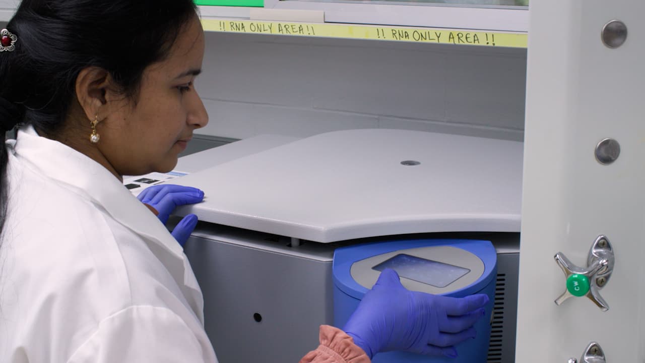 Neonatal Mouse Bone Marrow Isolation and Preparation of Bone Marrow-Derived Macrophages