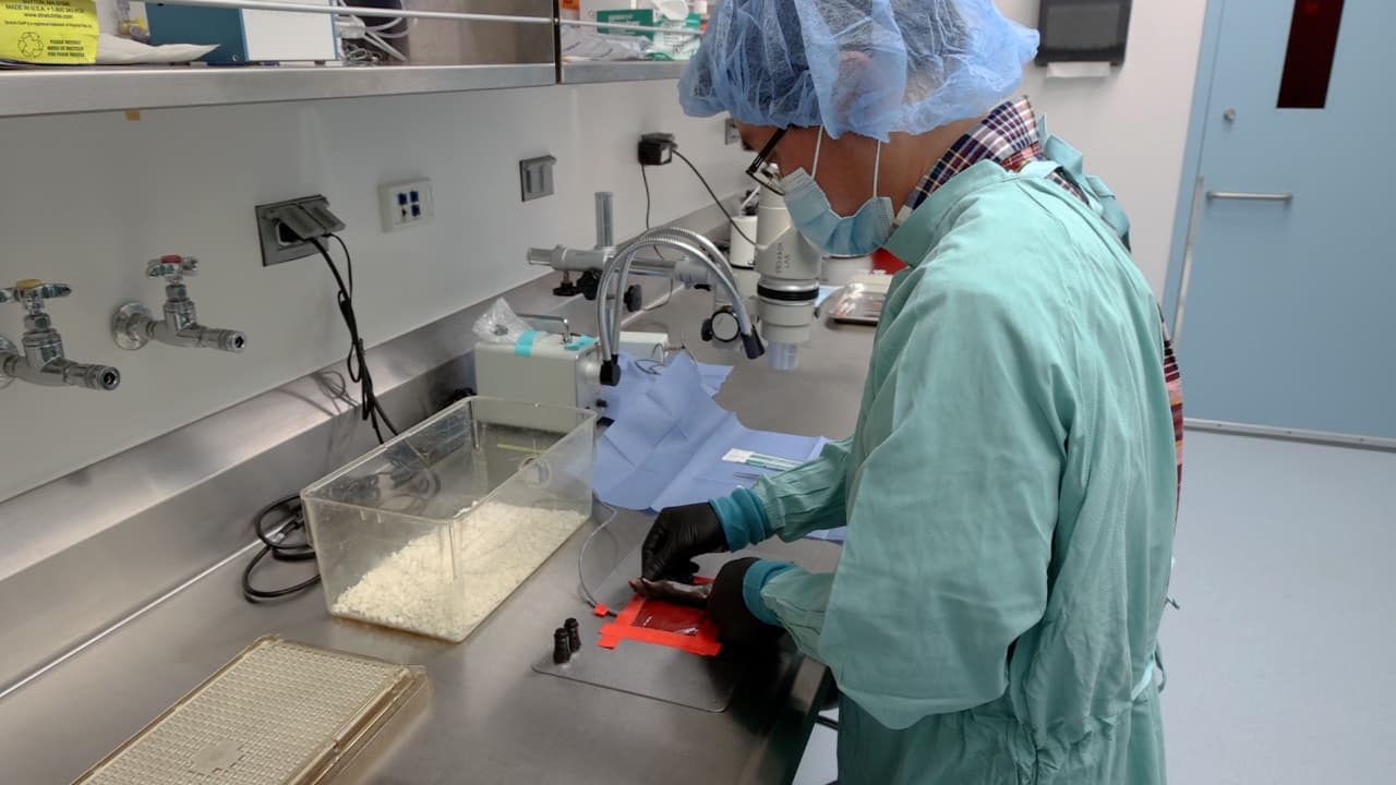 Sequential Blood Collection from Inferior Vena Cava Followed by Portal Vein to Evaluate Gut Microbial Metabolites in Mice