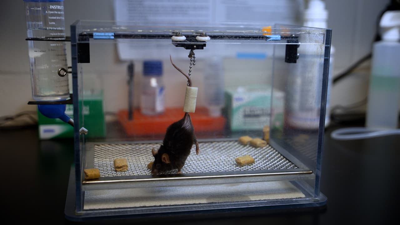 A Preclinical Model of Sepsis-Induced Myopathy with Disuse in Mice