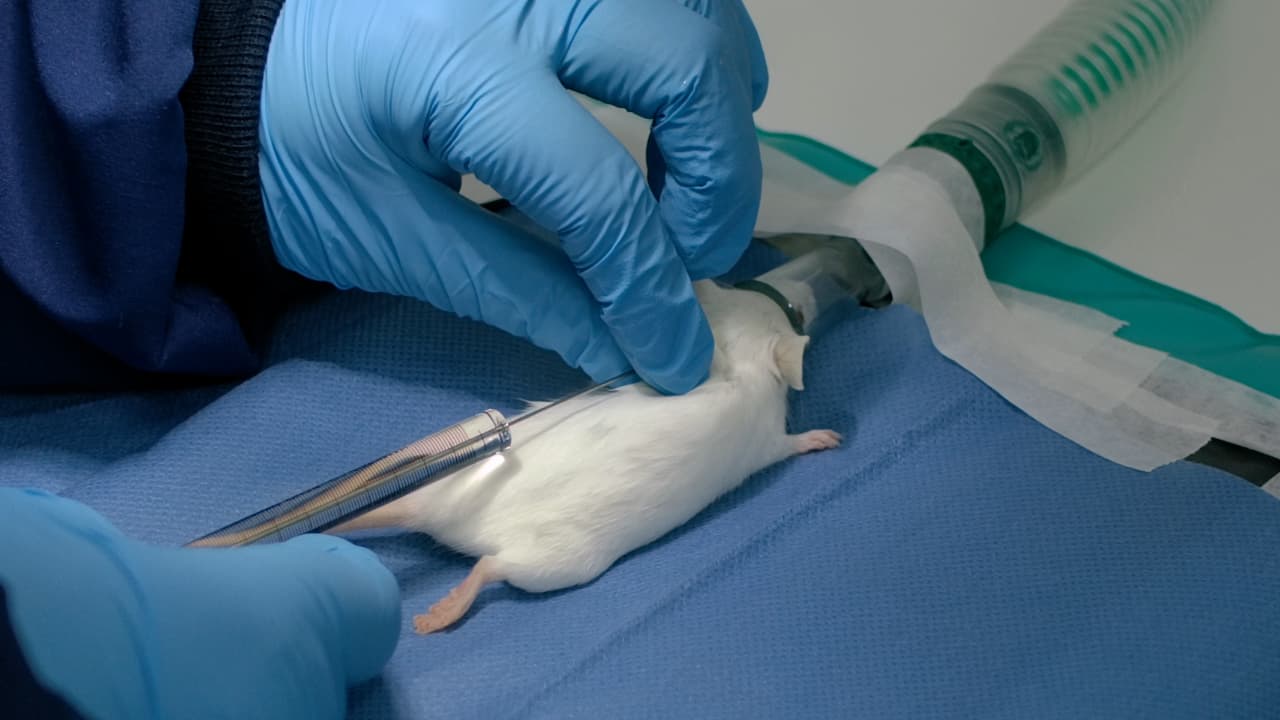 Combined In Vivo Electroporation and Short-Term Reinnervation of the Cranial Levator Auris Longus Skeletal Muscle