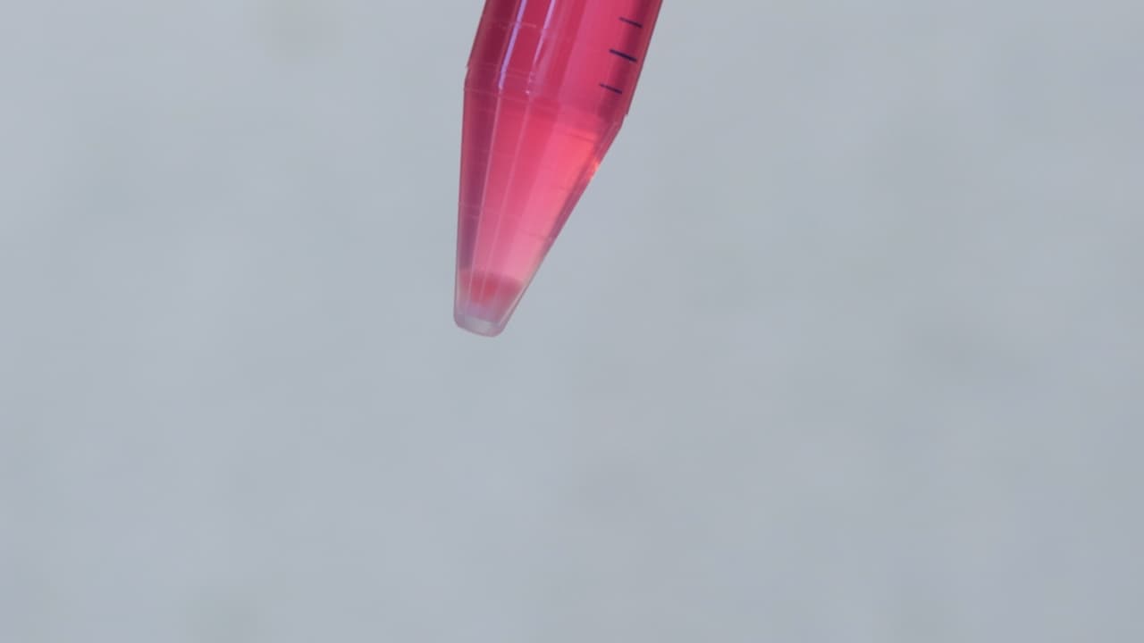 Human Ovarian Surface Epithelium Organoids as a Platform to Study Tissue Regeneration