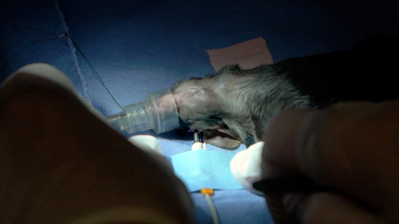 Periorbital Placement of a Laser Doppler Probe for Cerebral Blood Flow Monitoring Prior to Middle Cerebral Artery Occlusion in Rodent Models