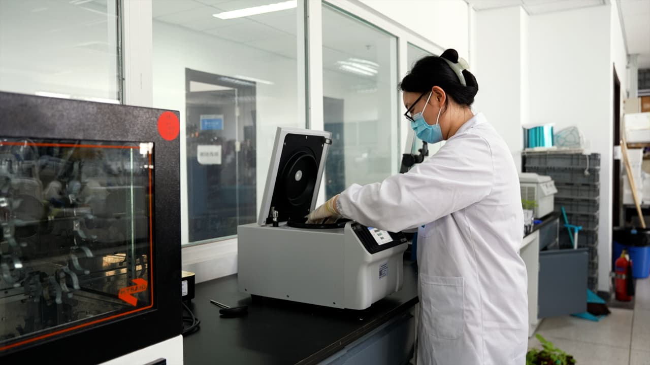 Apoplast-Extraction Based Method to Improve the Purity of Plant Produced Recombinant Protein