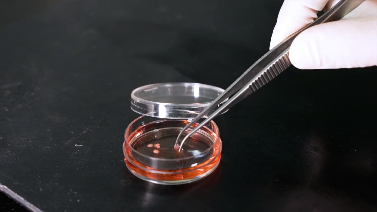 Establishment of an Embryo Implantation Model In Vitro