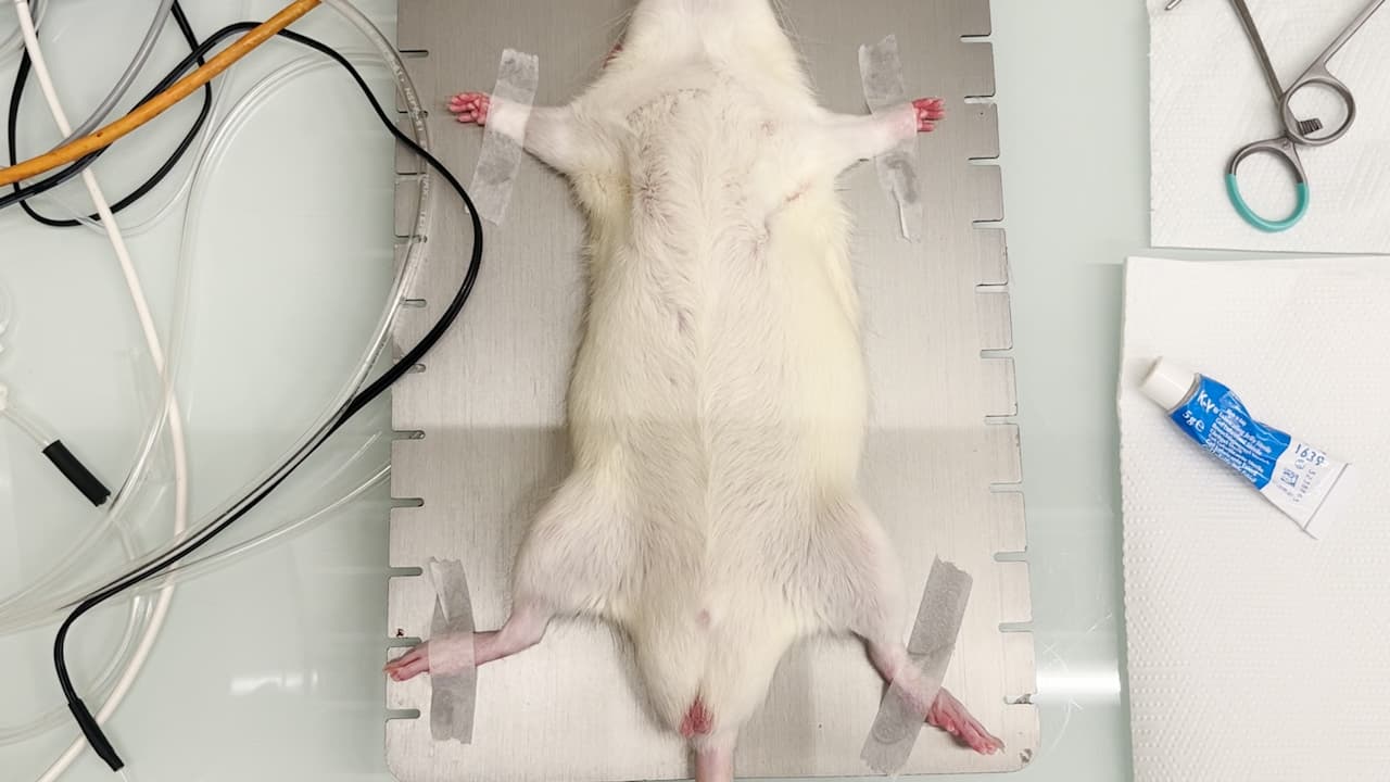 A Model of Acute Lung Injury Following Visceral Ischemia-Reperfusion by Supra-Coeliac Aortic Cross Clamping in Rats