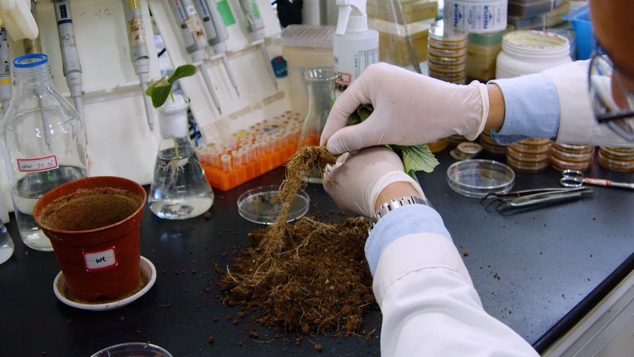 An Approach to Constructing Multispecies Biofilm Communities from Rhizosphere Soil