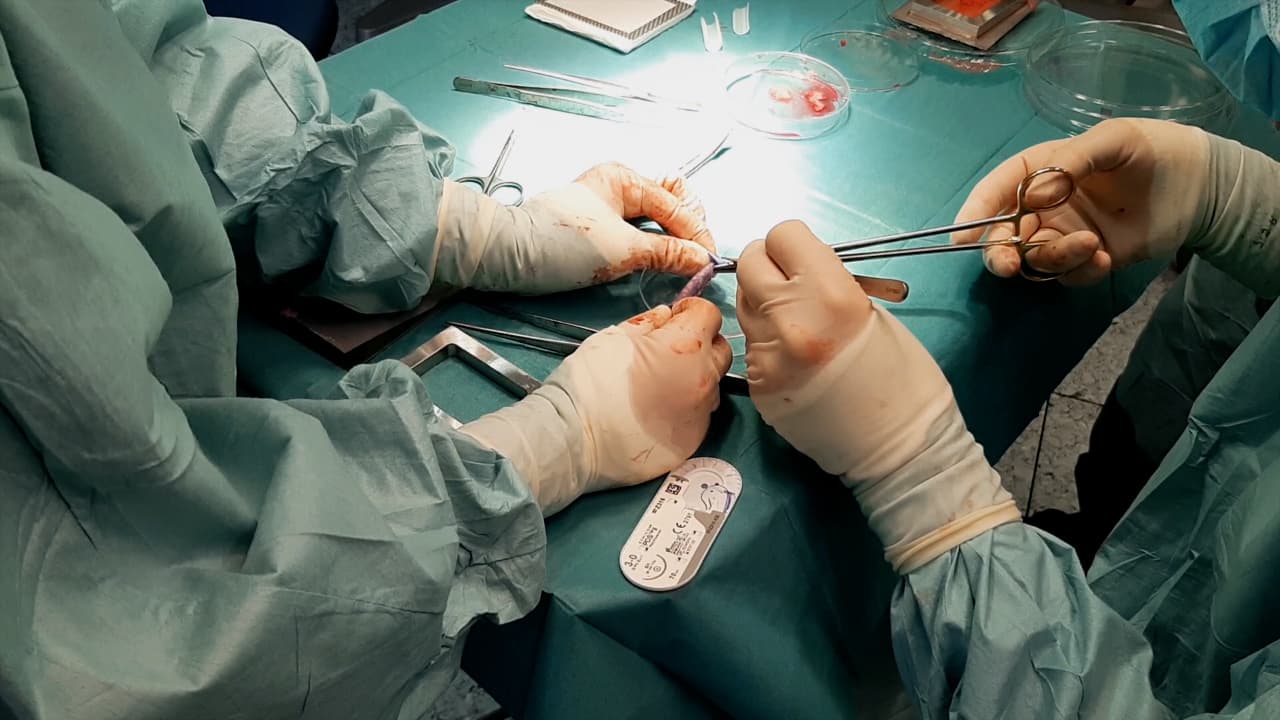 Surgical Model for Single-Staged Tissue-Engineered Urothelial Tubes in Minipigs