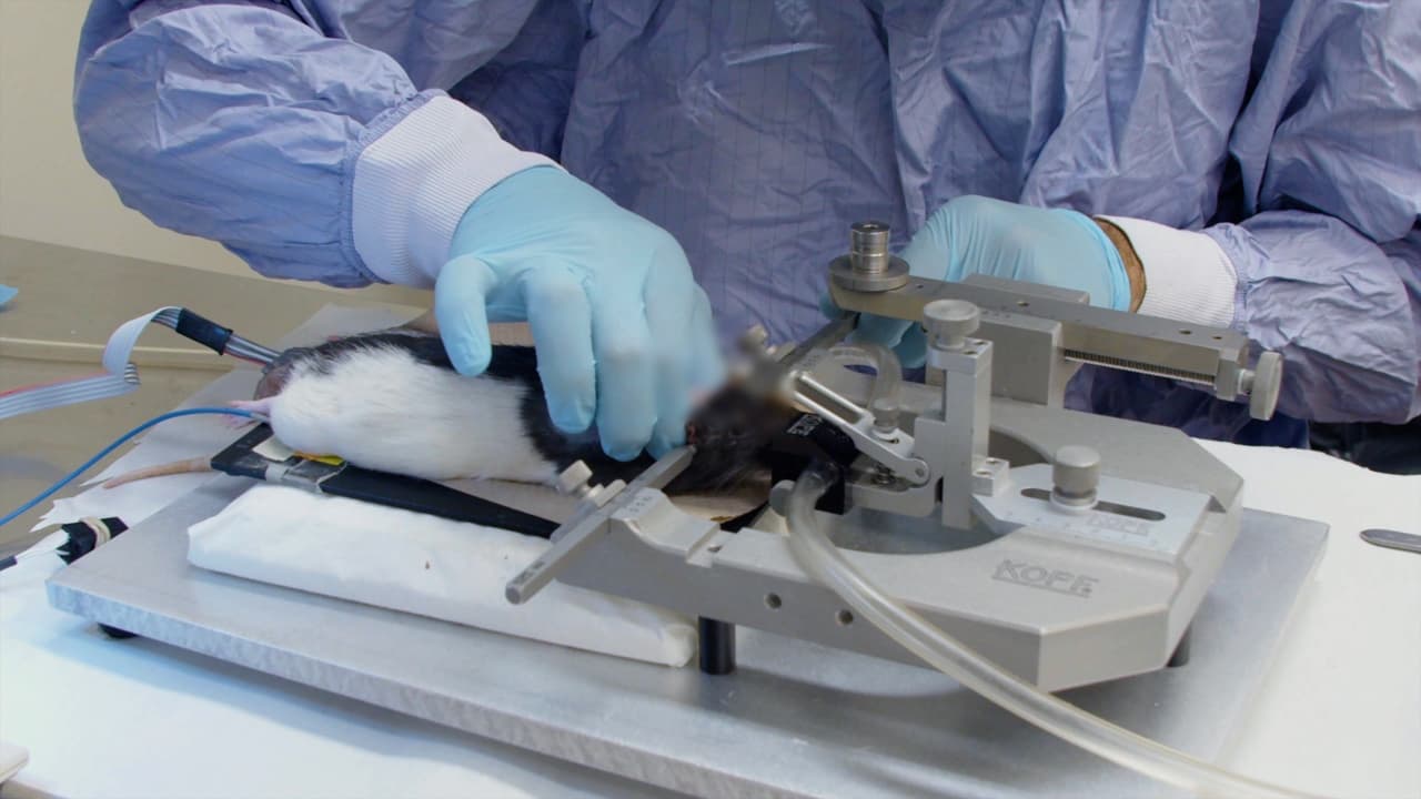 Author Spotlight: Innovative Methodology for Implanting and Securing Neural Probes in the Rodent Spinal Cord