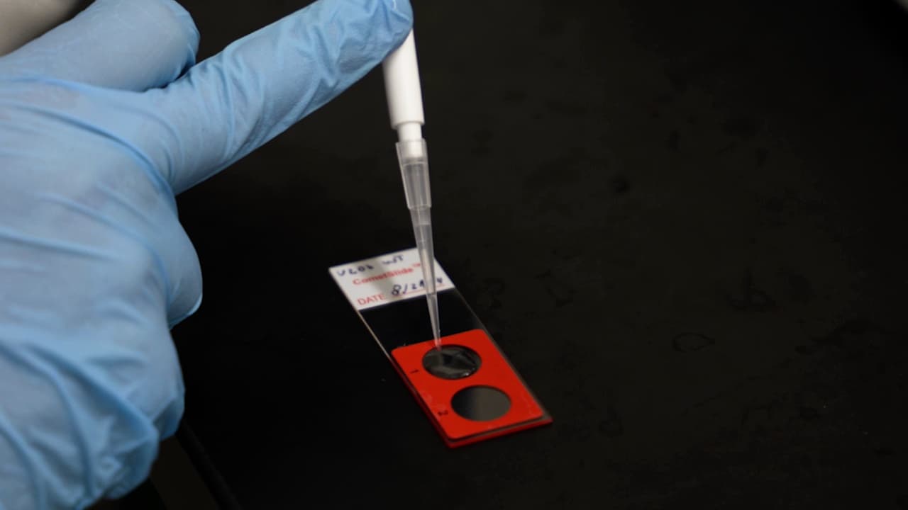 Detection of DNA Breaks in Dividing Human Cells by Neutral Comet Assay