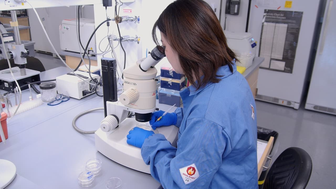 Volatile Sex Pheromone Extraction and Chemoattraction Assay in Caenorhabditis elegans