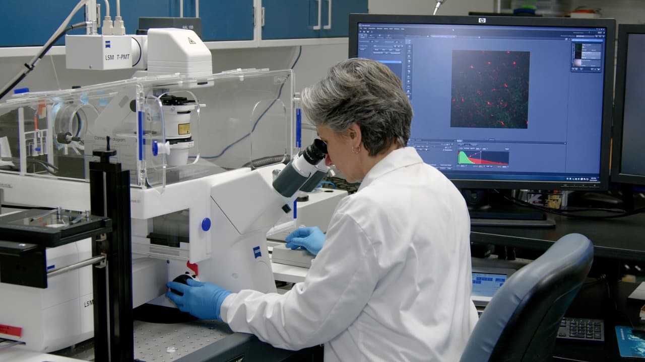 Identification of EcoHIV-Infected Cells in Microglia-Manipulated Transgenic Mice