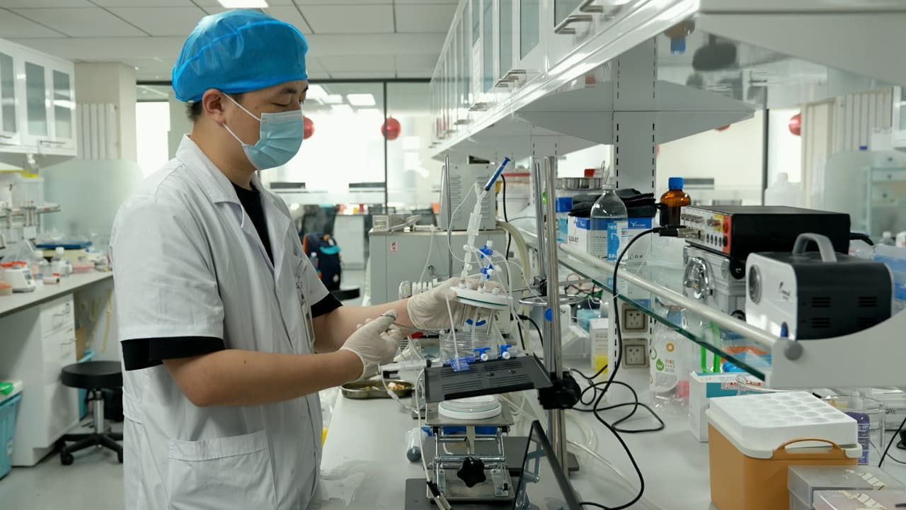 Establishment of a Novel Ex Vivo Lung Perfusion System for Rat Lungs After Circulatory Death