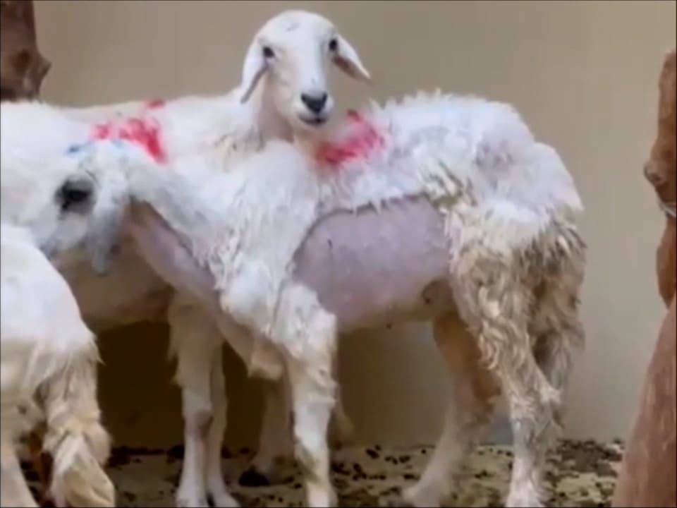 A Novel Surgical Technique in a Sheep Model for Suburethral Graft Implantation