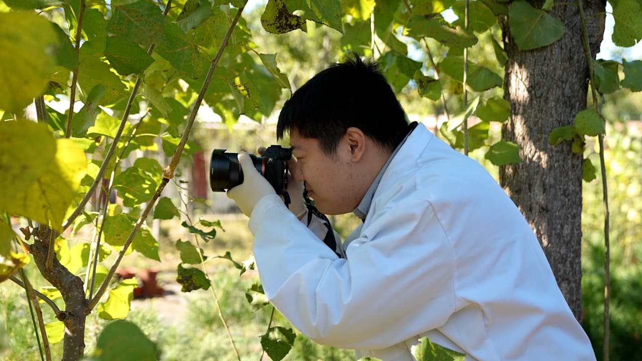 Poplar Adventitious Roots Induced by Stem Canker Pathogens: An Experimental System for Studying Roots Biology and Light Response-Related Processes