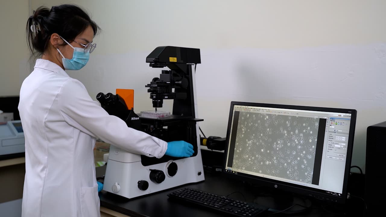 Co-culture Model Using Two Types of Adherent Cell Lines