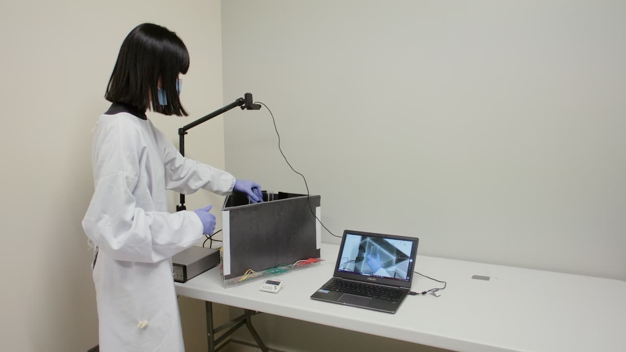 Behavioral Tasks for Examining Identity Recognition In Mice