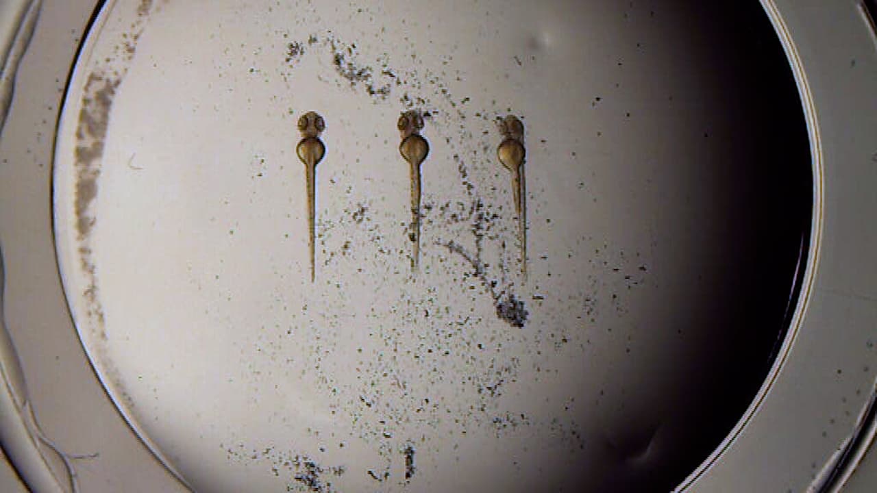 Manipulating Mechanical Forces in the Developing Zebrafish Heart Using Magnetic Beads