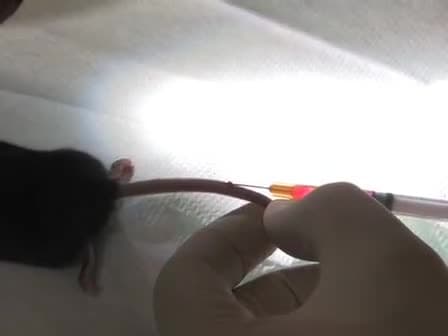 A Method for 2-Photon Imaging of Blood Flow in the Neocortex through a Cranial Window