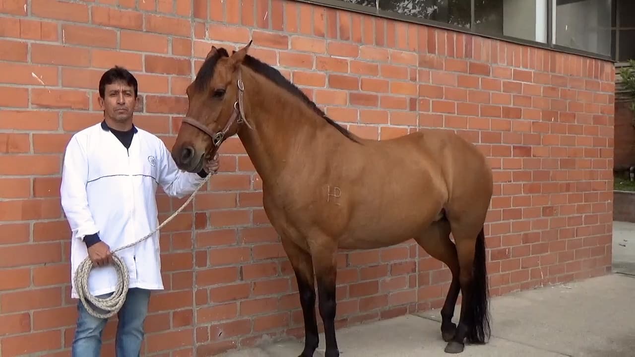 A Simple Double Centrifugation Tube Method to Obtain Platelet-rich Plasma from Equine Blood