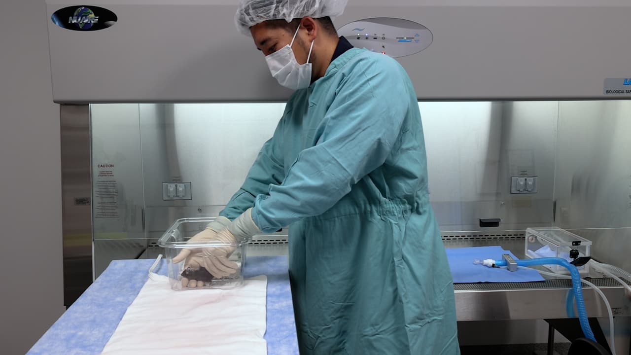 A Unique Mouse Model for Quantitative Assessment of Biofilm Formation on Surgical Implants in Subcutaneous Abscess