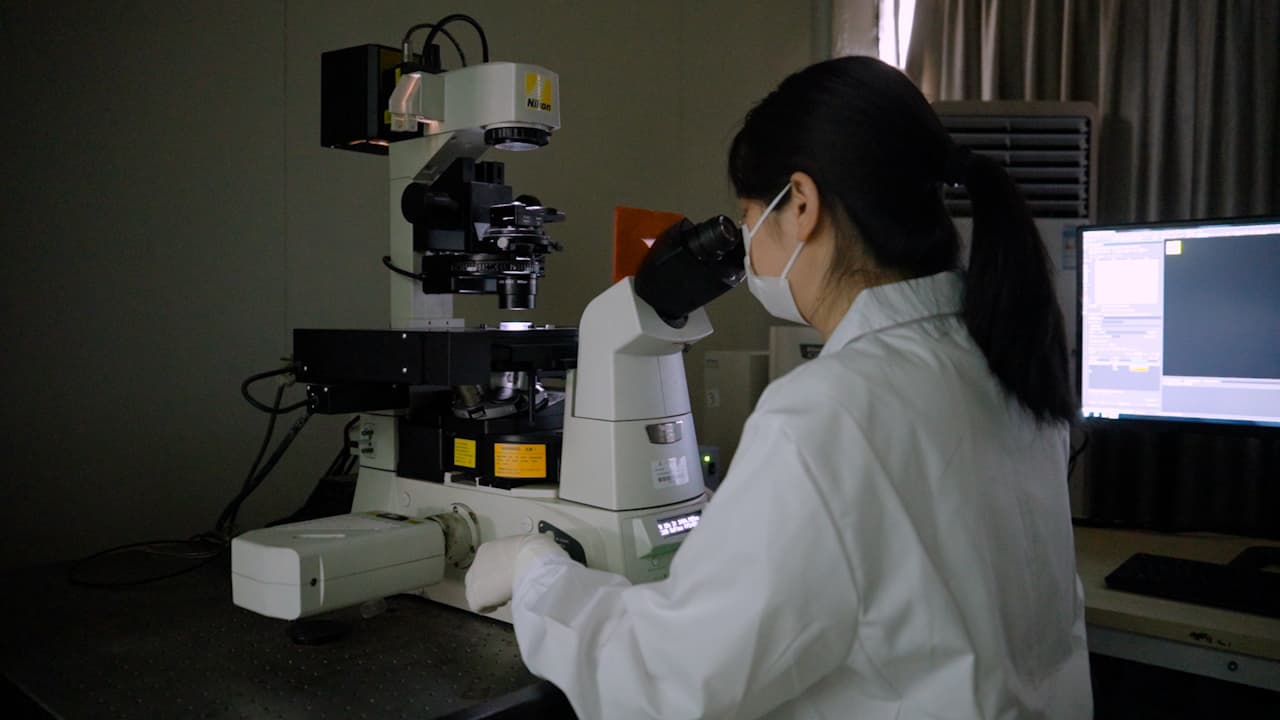 Determination of Mitochondrial Morphology in Live Cells Using Confocal Microscopy