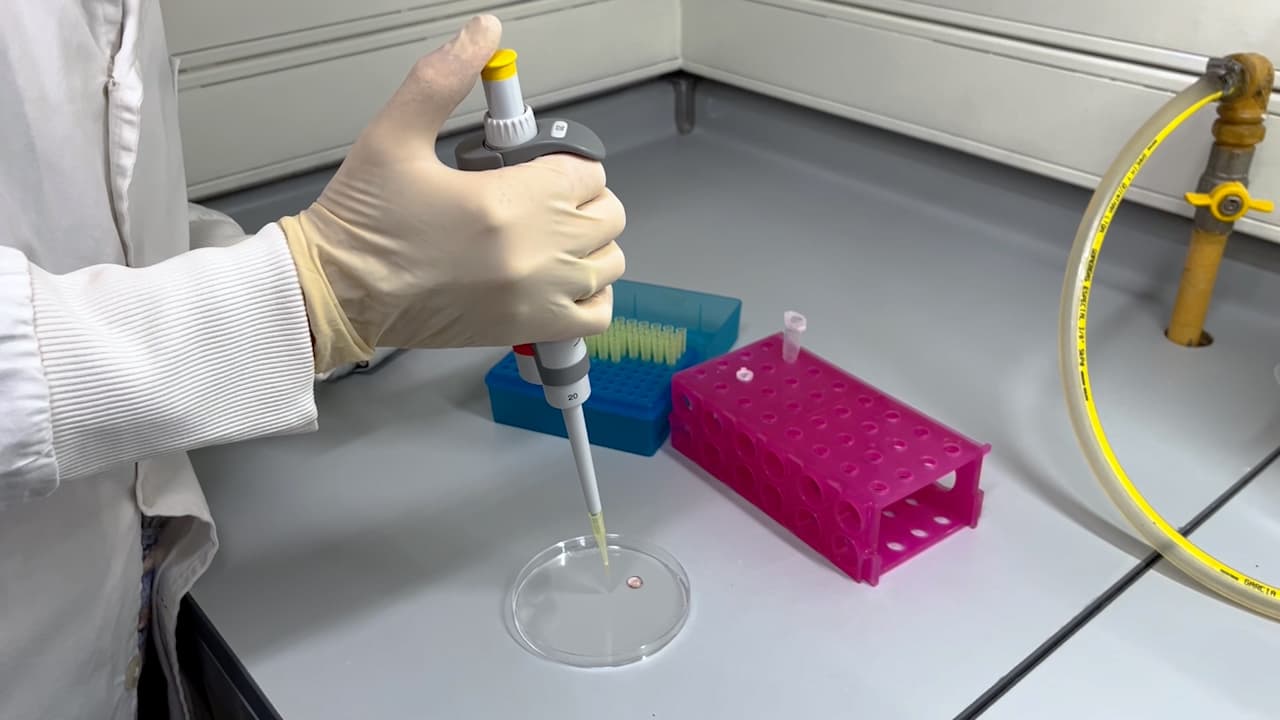 Spatula Montevideo Device for the Vitrification of Mammalian Embryos
