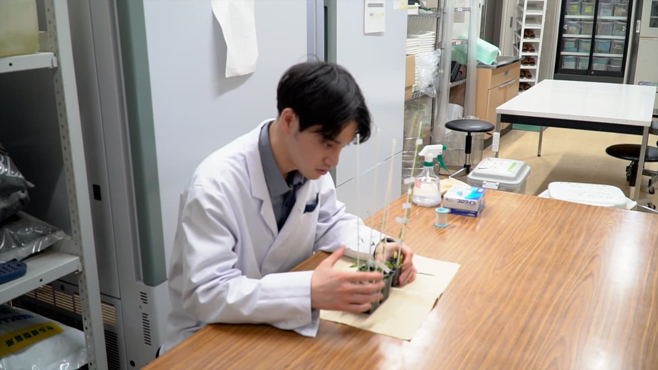 Preparation of Intact Tissue for Microscopic Analysis of the Endosperm Cell Layer in Developing and Mature Arabidopsis Seeds