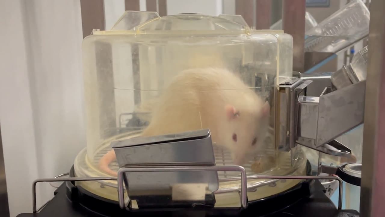 Normothermic Machine Perfusion of Rat Kidneys for Transplantation