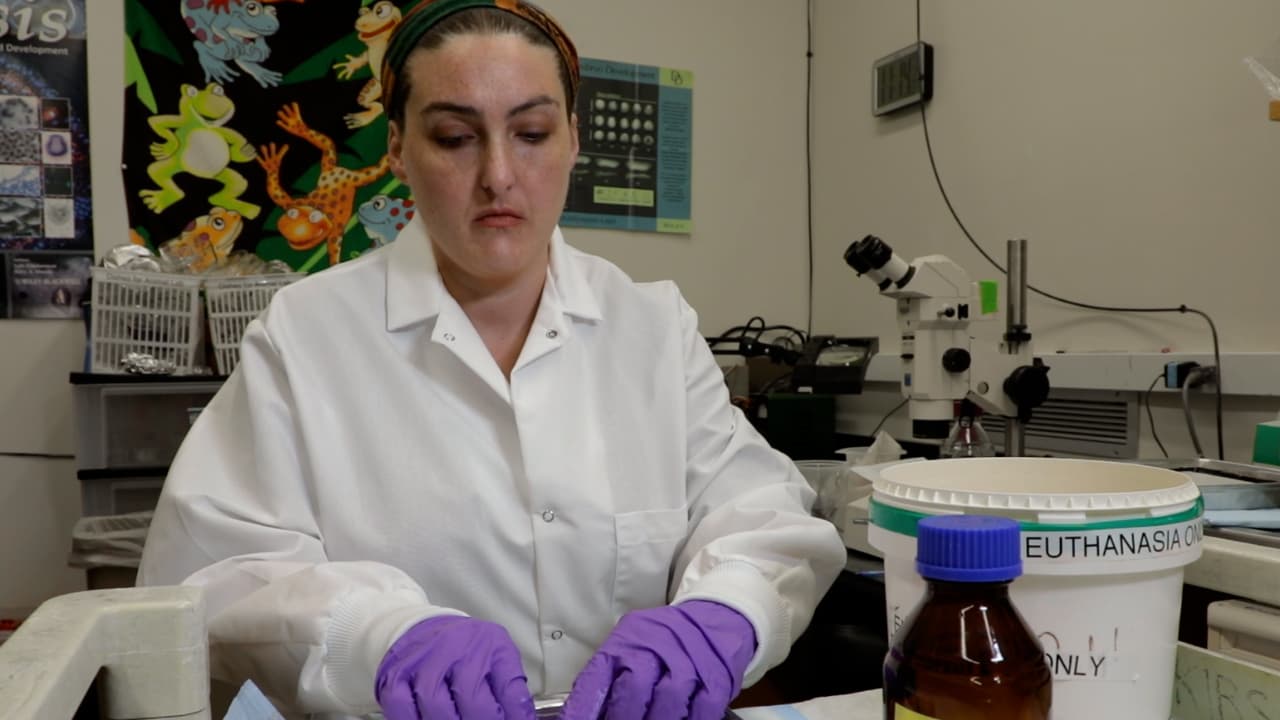 Efficient Techniques for Comprehensive Sampling of Accessible Tissues in Adult Xenopus