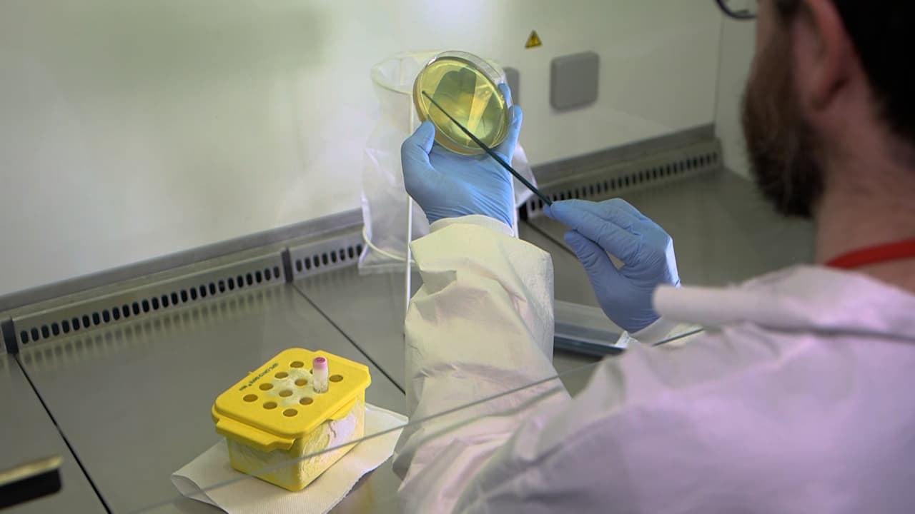 Chicken Embryo as an In Vivo Model to Revive Viable but Non-Culturable Pathogens