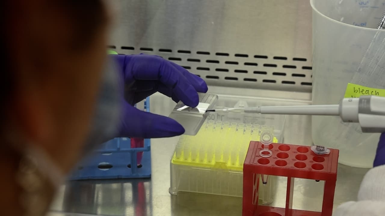 Rapid Optimization of a Light-Inducible System to Control Mammalian Gene Expression