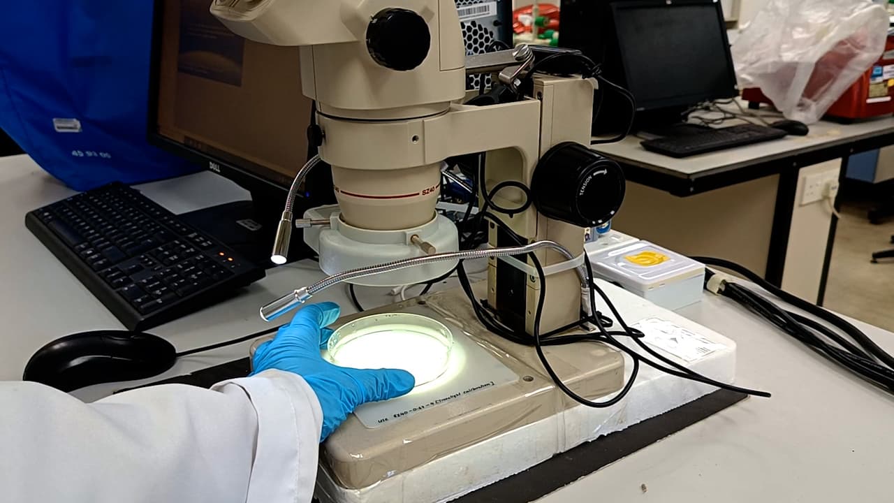 Visualizing the Gatekeeper: Evan's Blue Dye-Based Assessment of Blood-Brain Barrier Permeability in Adult Zebrafish