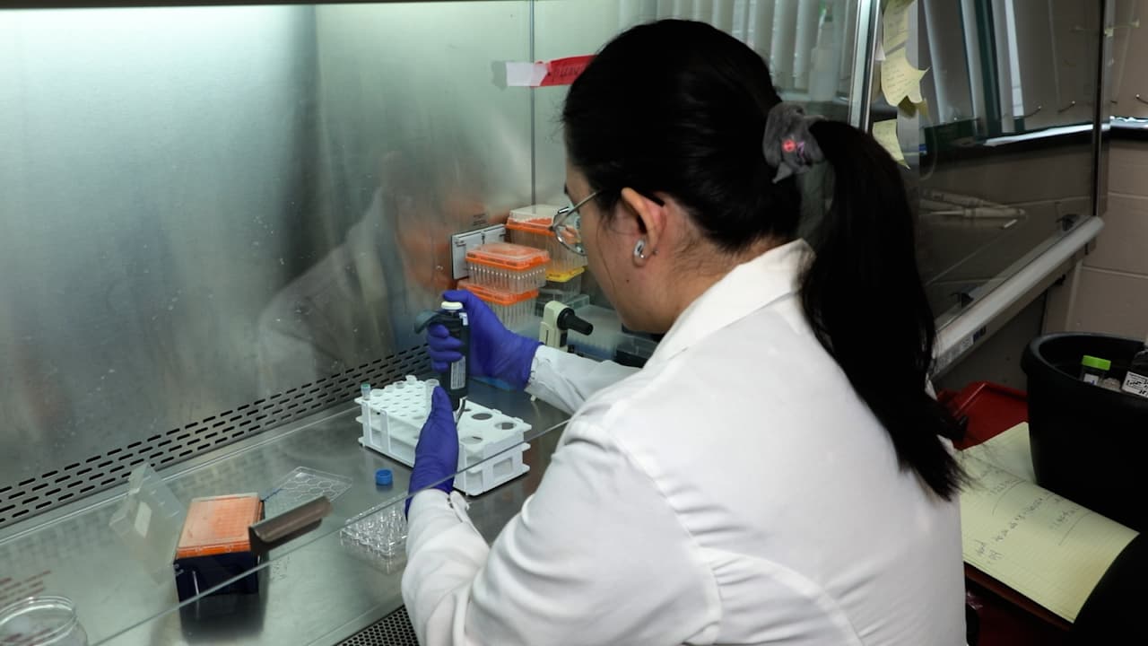 In Vitro Resident Memory CD8 T Cell Differentiation Using Epithelial Organoid-T Cell Co-culture System