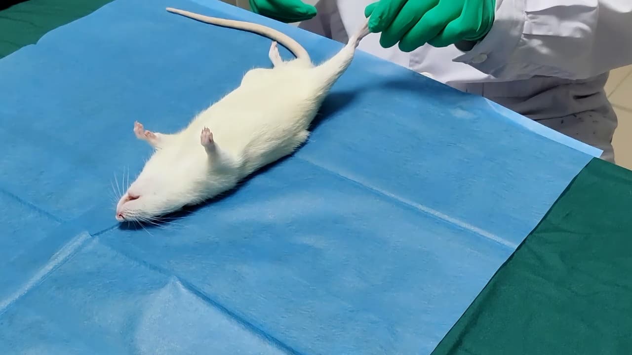 A Rat Model of Tibial Cortex Transverse Transport for the Treatment of Lower Limb Ischemia