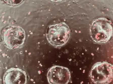Shrinky-Dink Hanging Drops: A Simple Way to Form and Culture Embryoid Bodies