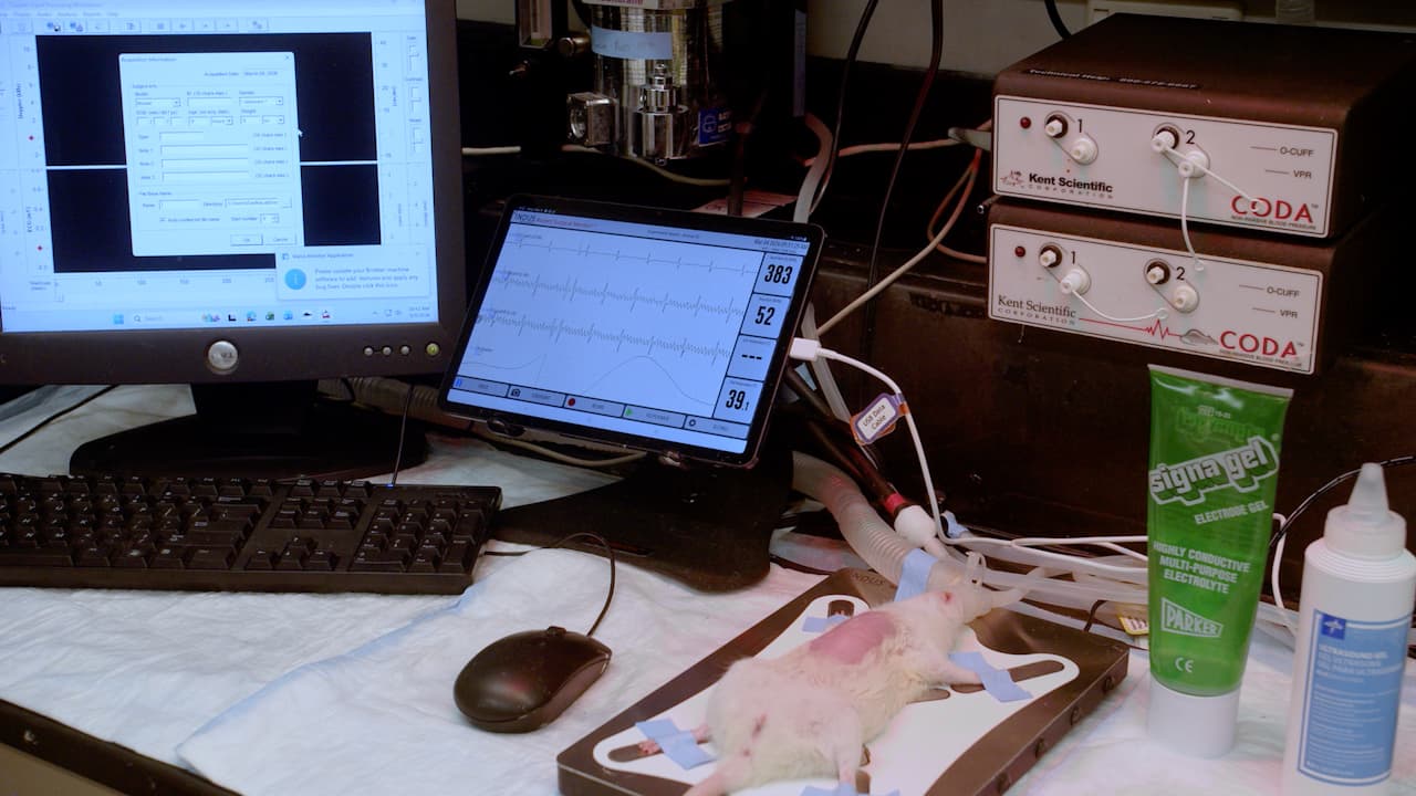 Pulsed Wave Doppler Assessment of Diastolic Dysfunction in the ZSF-1 Rat Model of Pulmonary Hypertension Due to Left Heart Disease