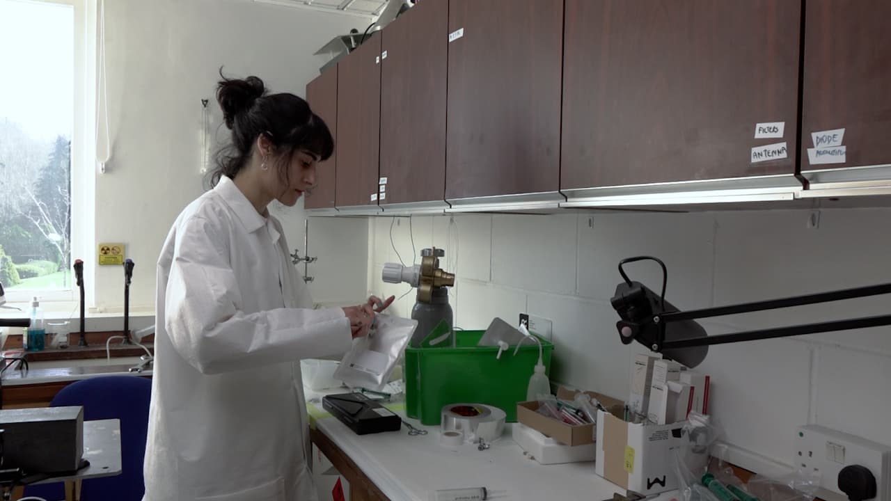 Validation of Hyperbaric Pressure System with Xenon Anesthesia for <em>Drosophila melanogaster</em>