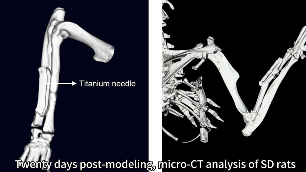 Development of a Novel Internal Fixation Model for Rat Radial Fractures: Fracture Healing Assessment and Dorsal Root Ganglion Isolation