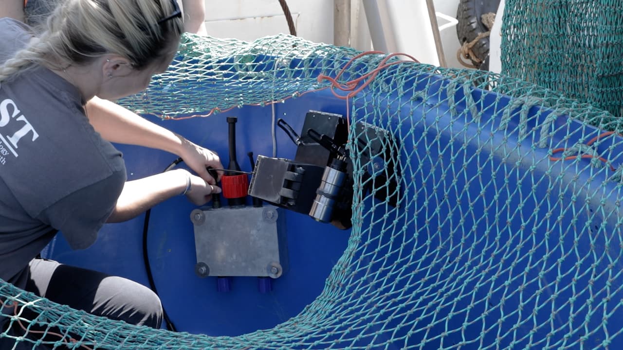 Optical Trawl Surveys of Groundfish: A Video Trawl Survey of Western Gulf of Maine Atlantic Cod (Gadus morhua)
