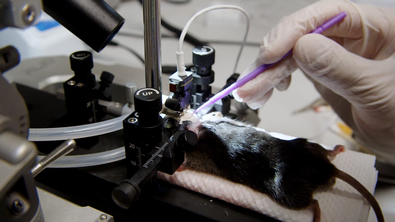 In Vivo Calcium Imaging with a Miniaturized Microscope in the Hypothalamus for Understanding Social Behaviors in Mice