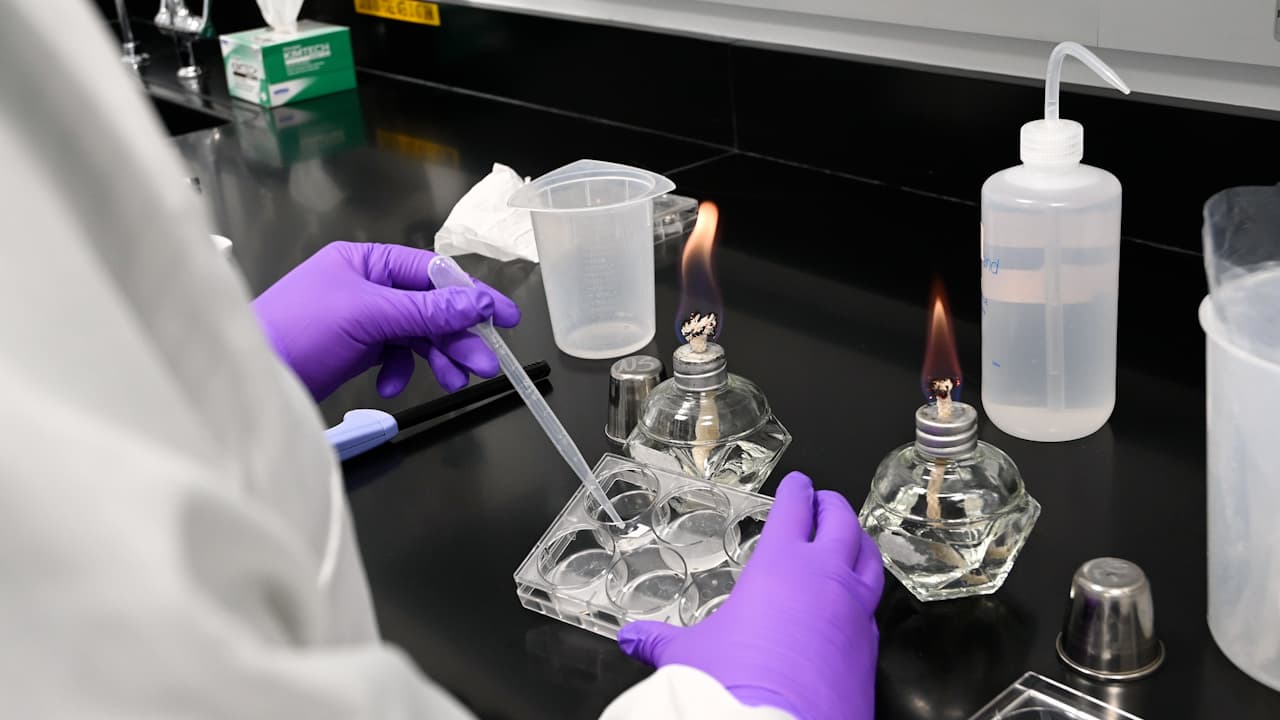 An Optimized Protocol for Candida albicans Infection in Schmidtea mediterranea to Study Fungal Pathogenesis and Host Defense