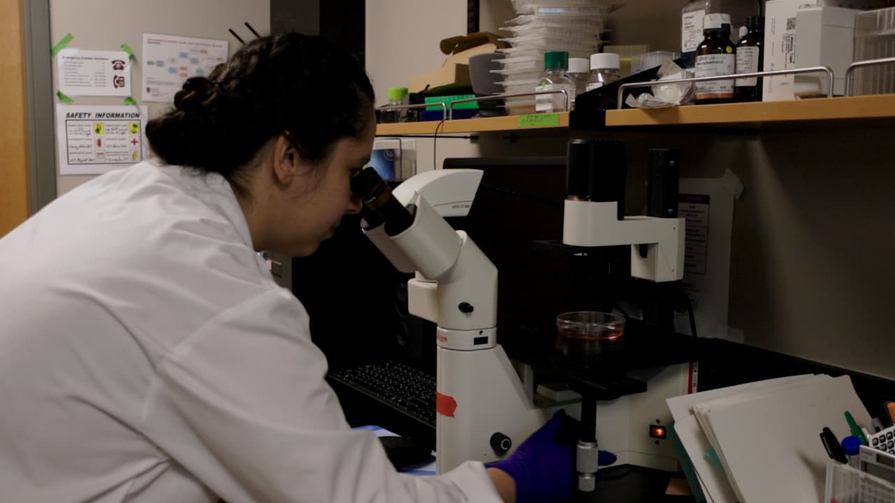 Reprogramming Induced Pluripotent Stem Cell Lines from Frozen Buffy Coat Samples