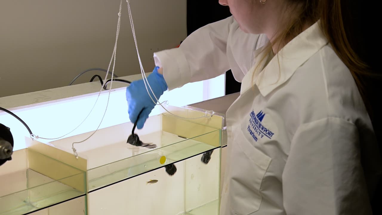 Low-Cost Alternative for Examining Social Preference in Zebrafish (<em>Danio rerio</em>) Using the 3-Chamber Open-Tank Free-Swim Task