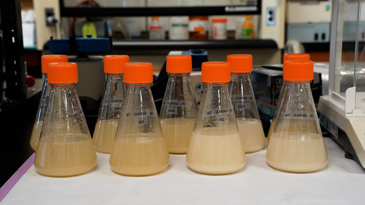 A Method for Adapting Euglena gracilis to Cassava-Based Substrates for Heterotrophic Cultivation
