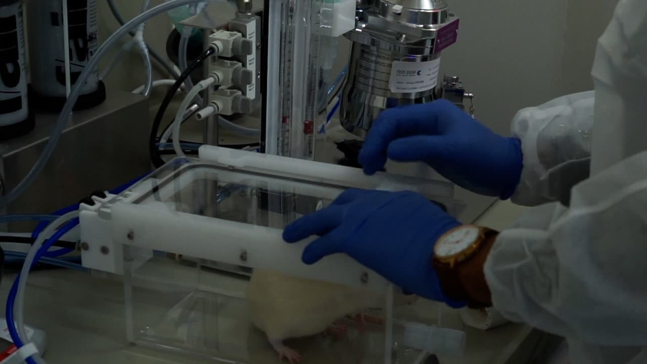 Video-Assisted Orotracheal Intubation in Rats Using a Low-Cost Smartphone-Connected Otoscope