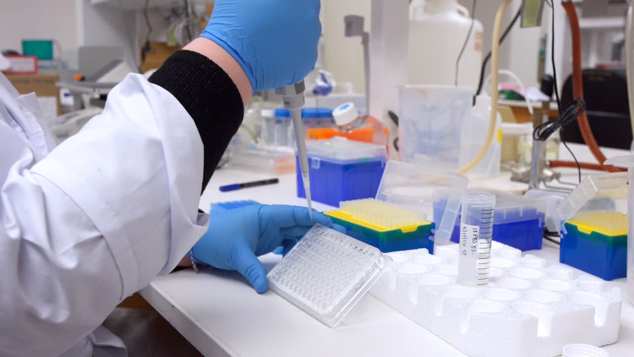 Amikacin Protection Assay for Quantification and Visualization of Escherichia coli Cell Invasion