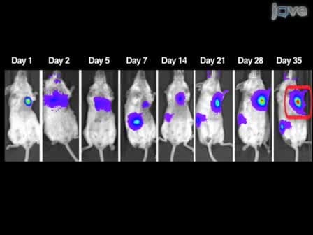 In vitro and in vivo Bioluminescence Reporter Gene Imaging of Human Embryonic Stem Cells